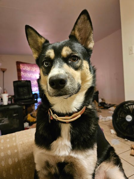 Cinderella the Wolf Dog